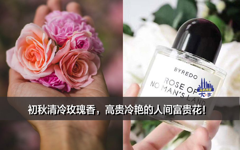 初秋清冷玫瑰香，高贵冷艳的人间富贵花！